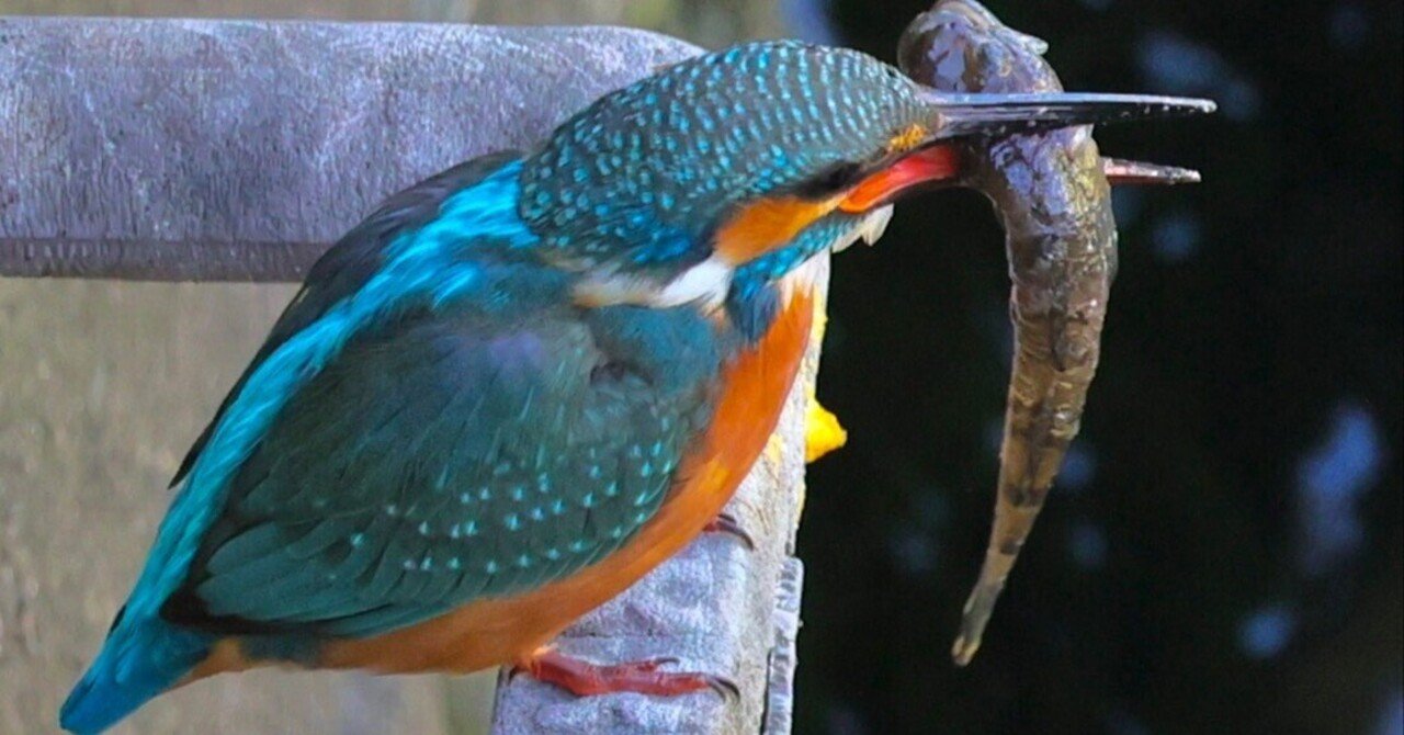 古伊万里　カワセミ 古伊万里 カワセミ