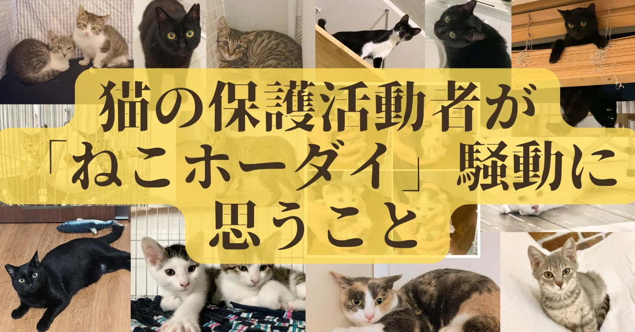 猫の保護活動者が「ねこホーダイ」騒動に思うこと｜山本恵太（やまも