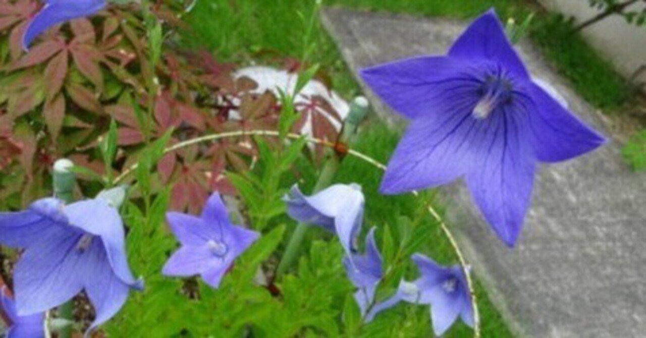 実証されるということ｜水谷真人（文芸批評）｜note