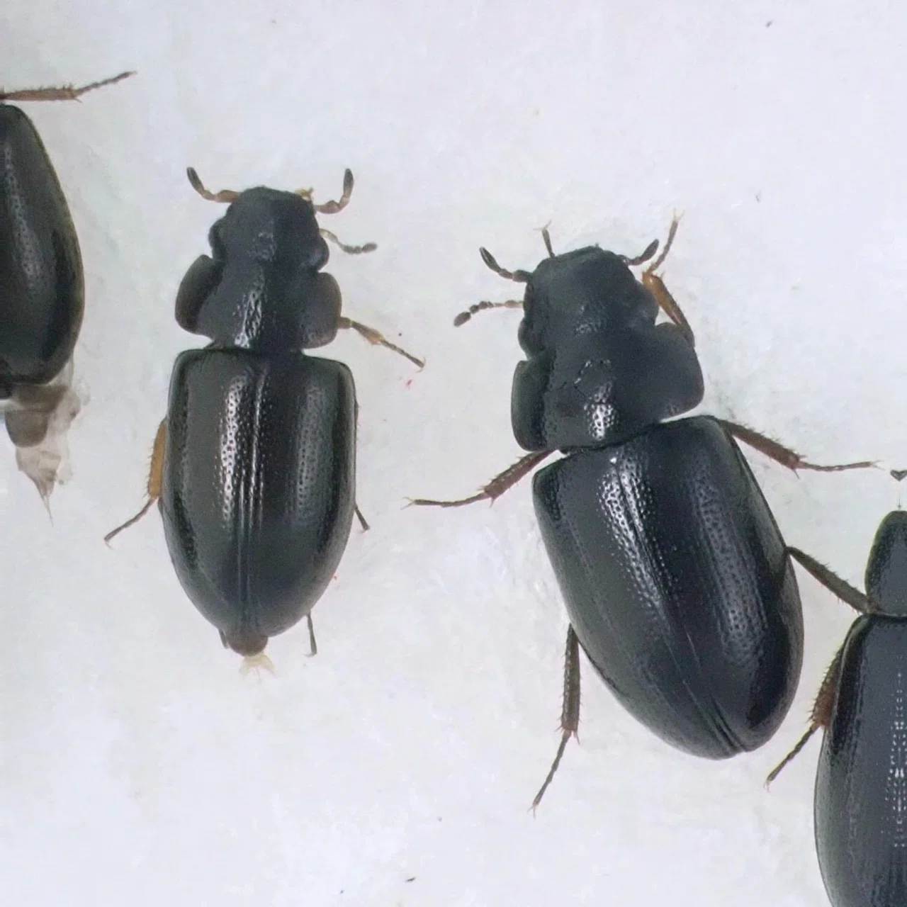 コマルガムシ―神出鬼没すぎるその生態―｜hydraenids