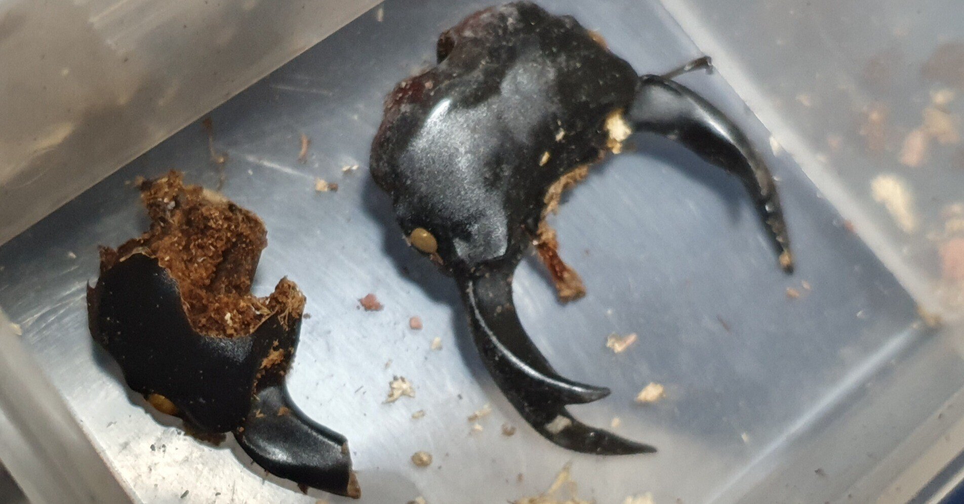 新潟県産 天然採集 オオクワガタ 新潟 オオクワ WD クワガタ ワイルド