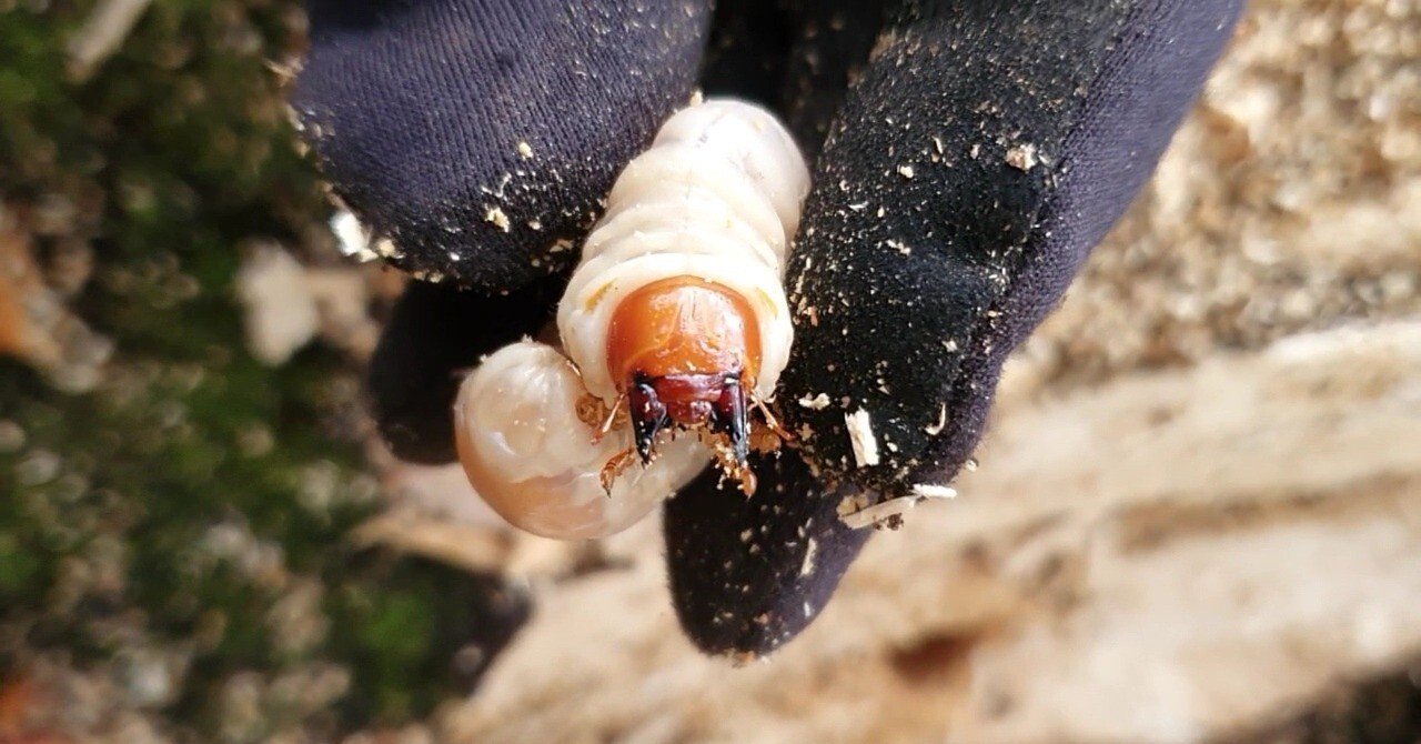 オオクワガタ　山梨県樹液採集個体♂15頭♀2頭　ドイツ箱入り オオクワガタ 山梨県樹液採集個体♂15頭♀2頭 ドイツ箱入り