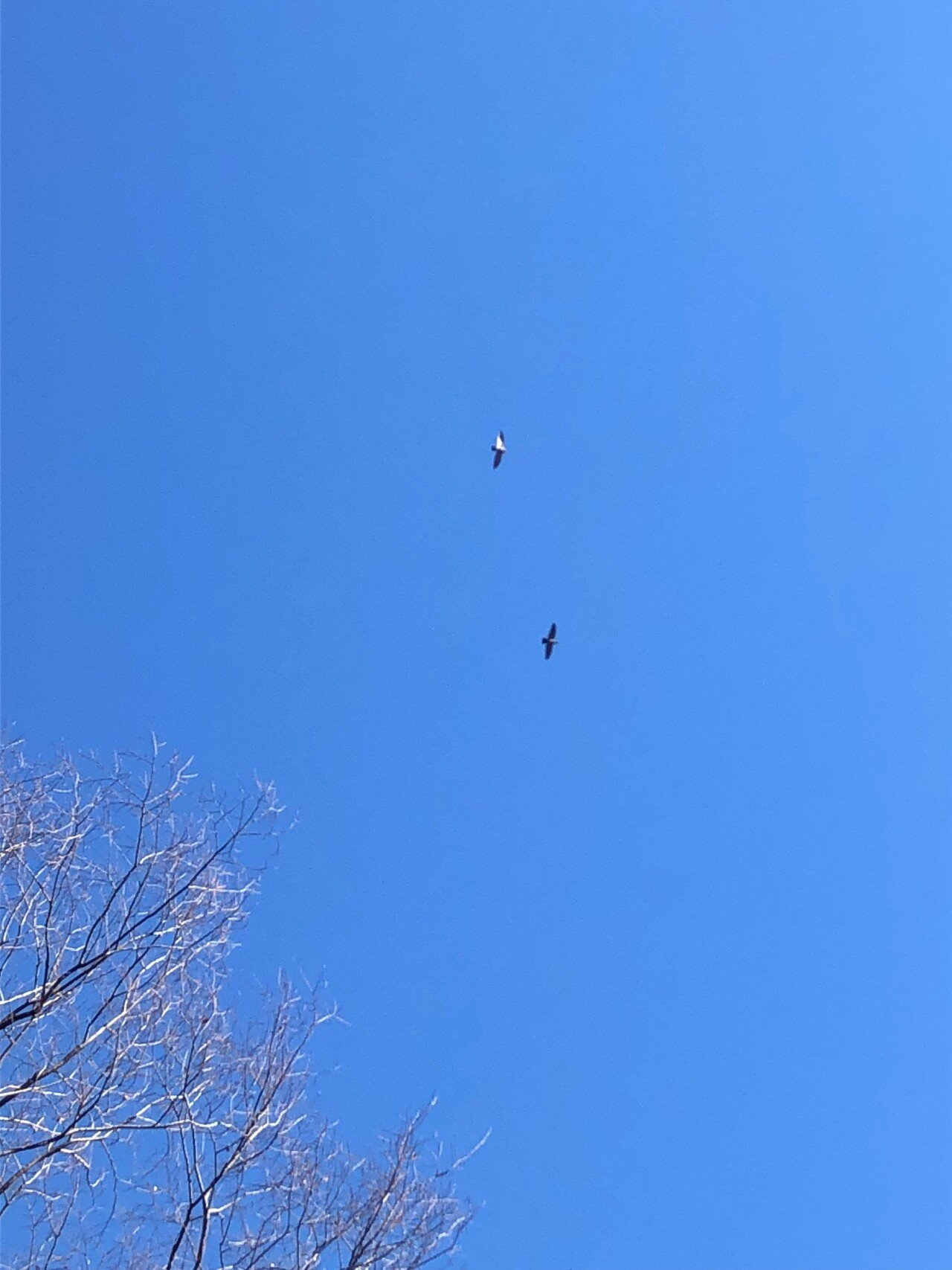 半母音とは接近音/w//y/(音素表記)子音二つ。音色が母音のようだが母音の役割をせず子音として機能。両唇接近音/w/は母音音素 /a/の前に