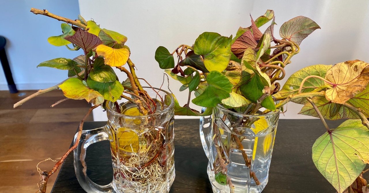 由緒正しき農家の跡取りが（初めて）本気でさつまいもを作って