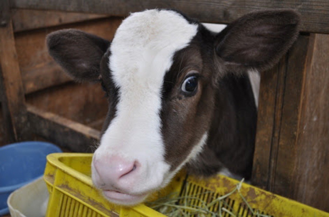 子牛の 白痢 はくり について 牛コンサル 酪農 It ナカノケイスケ Note