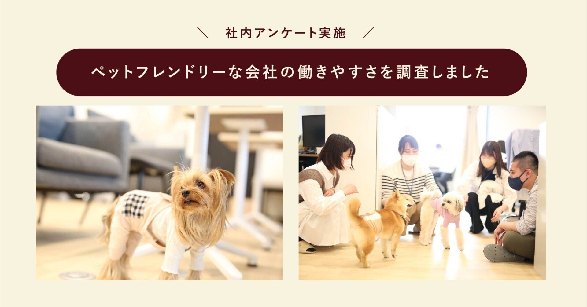 【送料込】2，000円～　1円スタート同然　ペット　ケージ 猫の里親募集千葉県・雑種・❤️猫にも人にも甘え上手な 可愛いいく