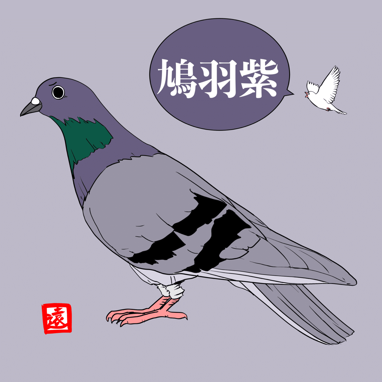 今日の文鳥】鳩羽紫｜遠野雄一郎