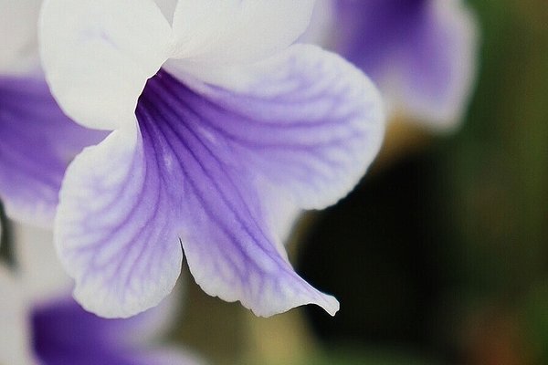 ストレプトカーパス の新着タグ記事一覧 Note つくる つながる とどける ストレプトカーパス の新着タグ記事一覧 Note つくる つながる とどける