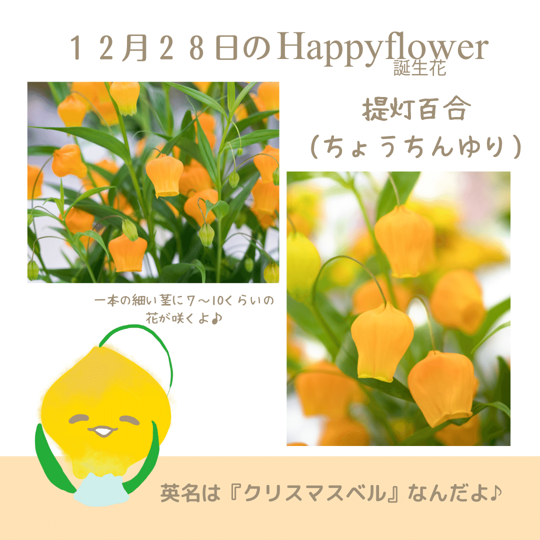 12月28日の誕生花と花言葉でおめでとう イラスト 写真 森田はぐみdesign イラストレーター Note