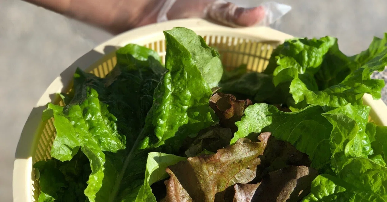 オーダー用サンプル 野菜畑 まずい 売買されたオークション情報 落札 