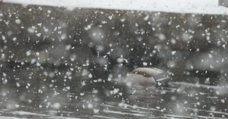 探鳥会レポート＜Ｍ公園編＞２／２話　2022年12月　トリキチは大雪の中で