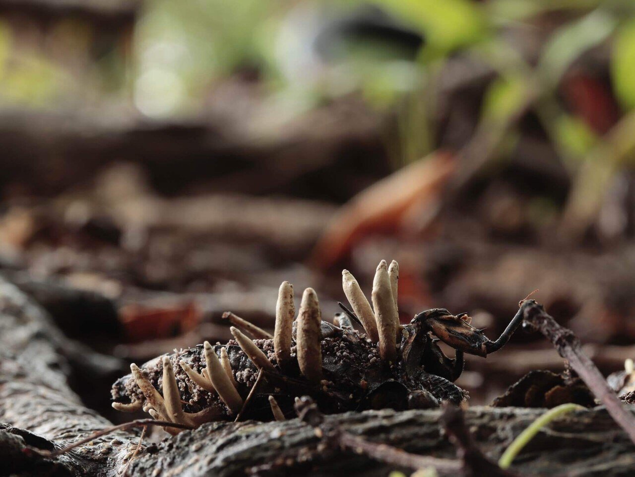 2022初めて見た冬虫夏草だよ5月〜7月編｜しんや