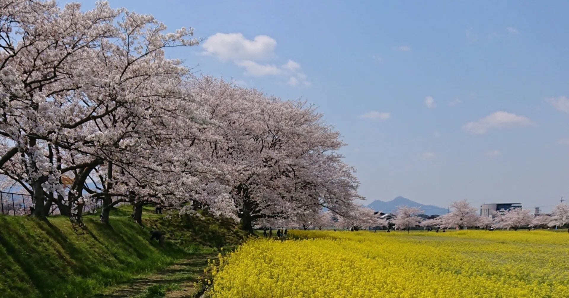 藤原宮跡3月下旬〜4月上旬【桜と菜の花】｜レタス