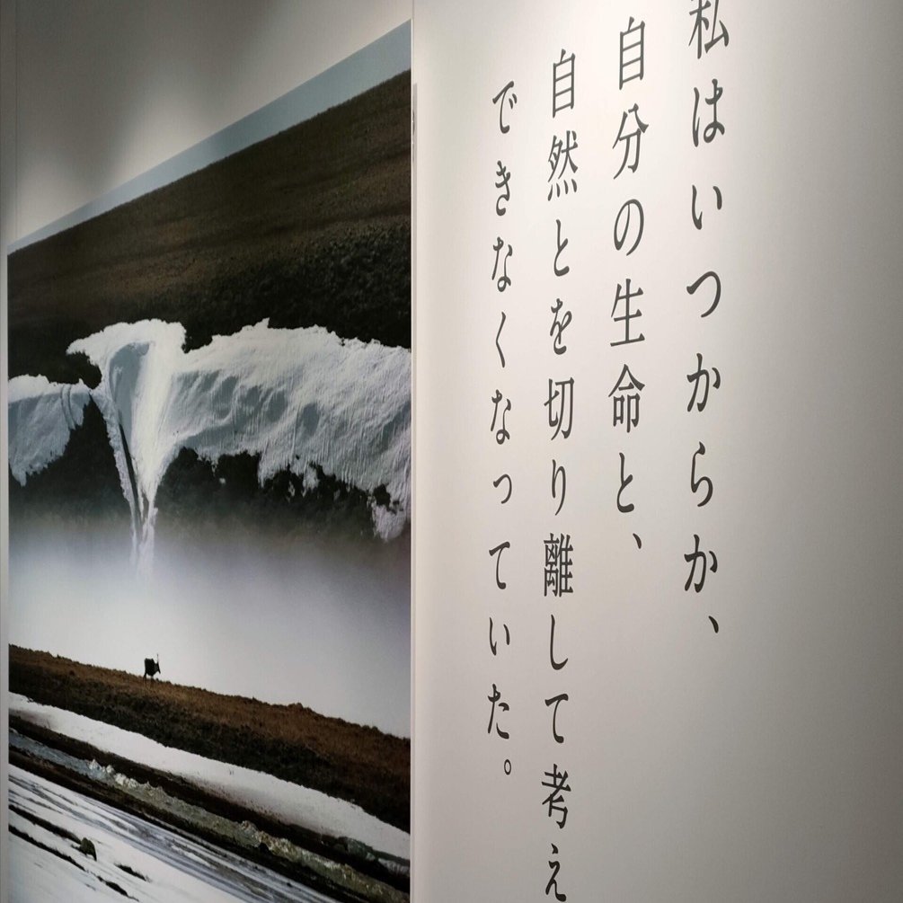 4*n様 星野道夫　オリジナルプリント　証明書付 星野道夫 オリジナルプリント 証明書付 Crevis Online Store】星野道夫