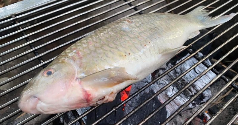 【カンボジアグルメ情報】幻の高級淡水魚パーシイー