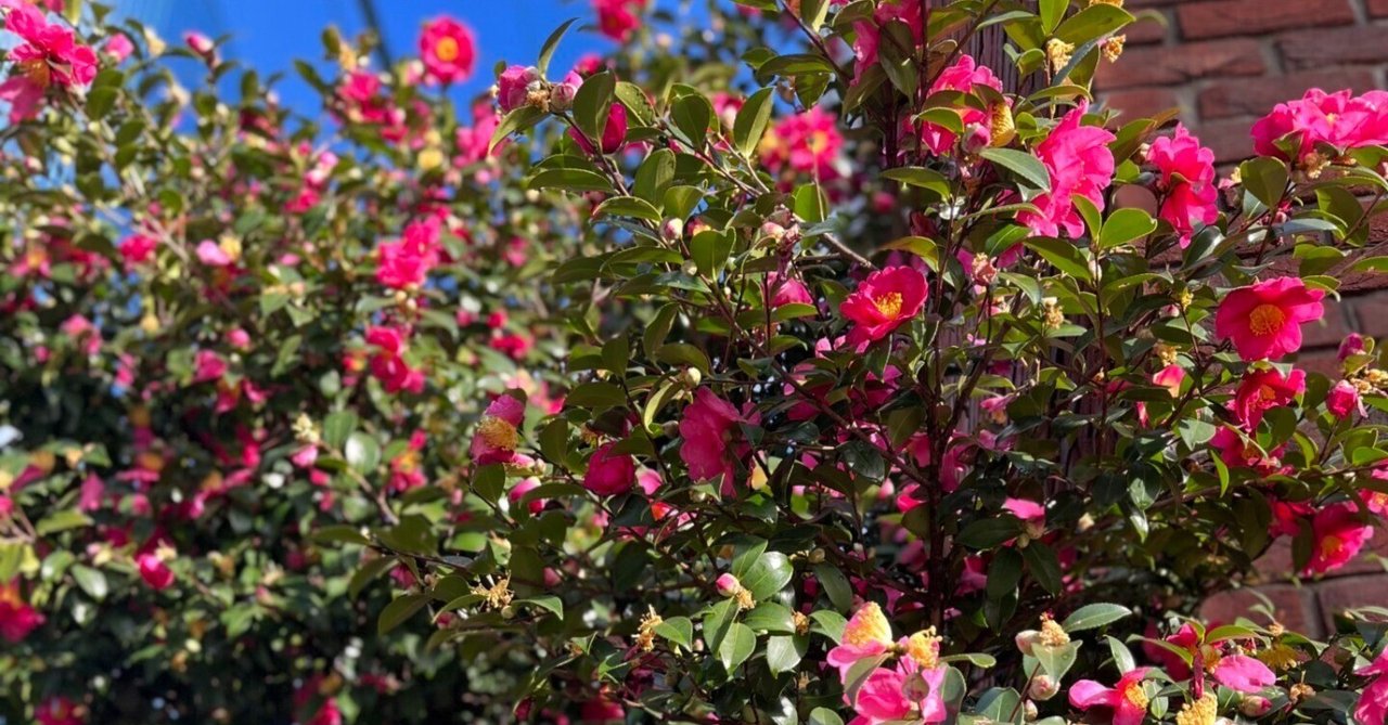 長期戦｜Catchy｜note