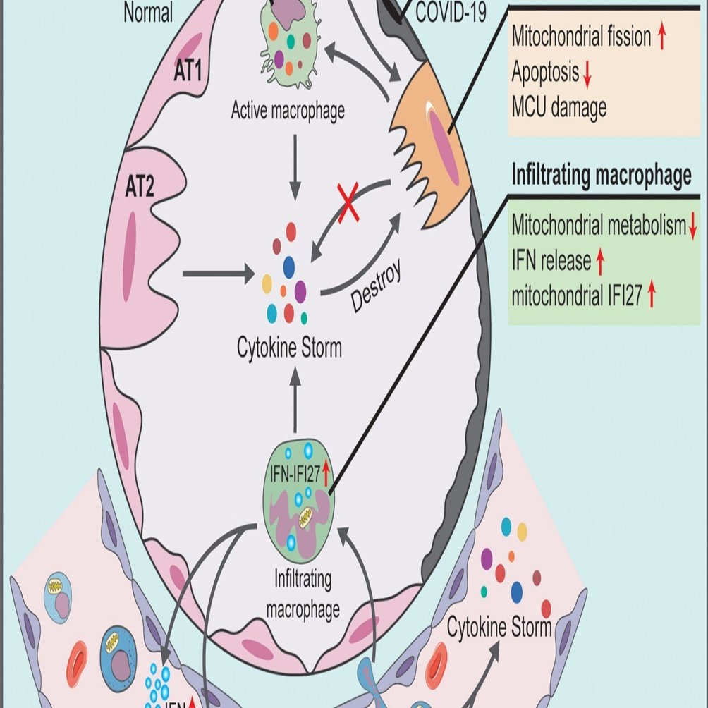 SARS-CoV-2は、ミトコンドリアの質を破壊することで免疫逃避を行う。COVID-19患者の肺および血液検体 の細胞ランドスケープの包括的な解析｜哉百名