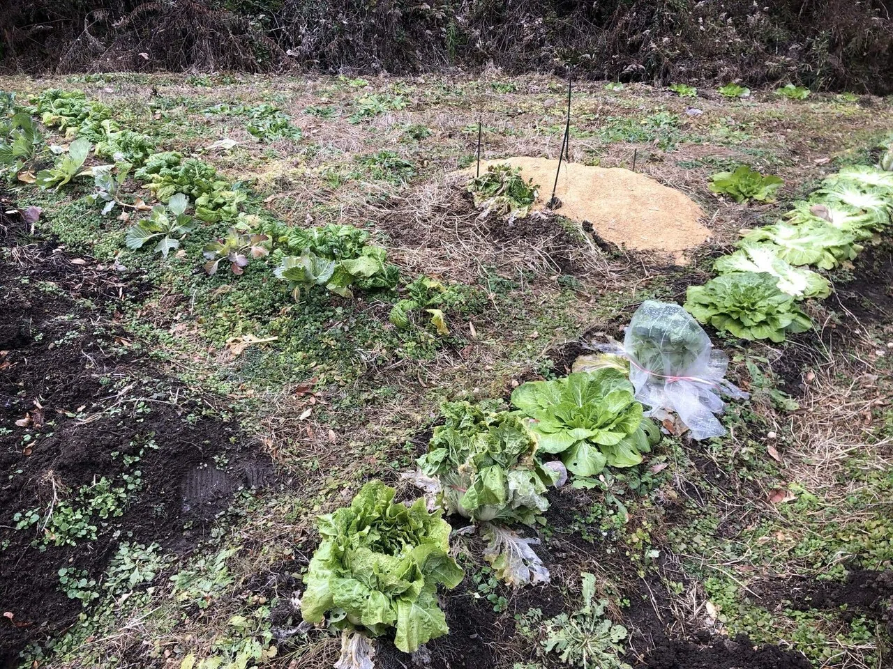 今年もご覧いただきありがとうございました｜MUNA_FARM 無農薬自給自足