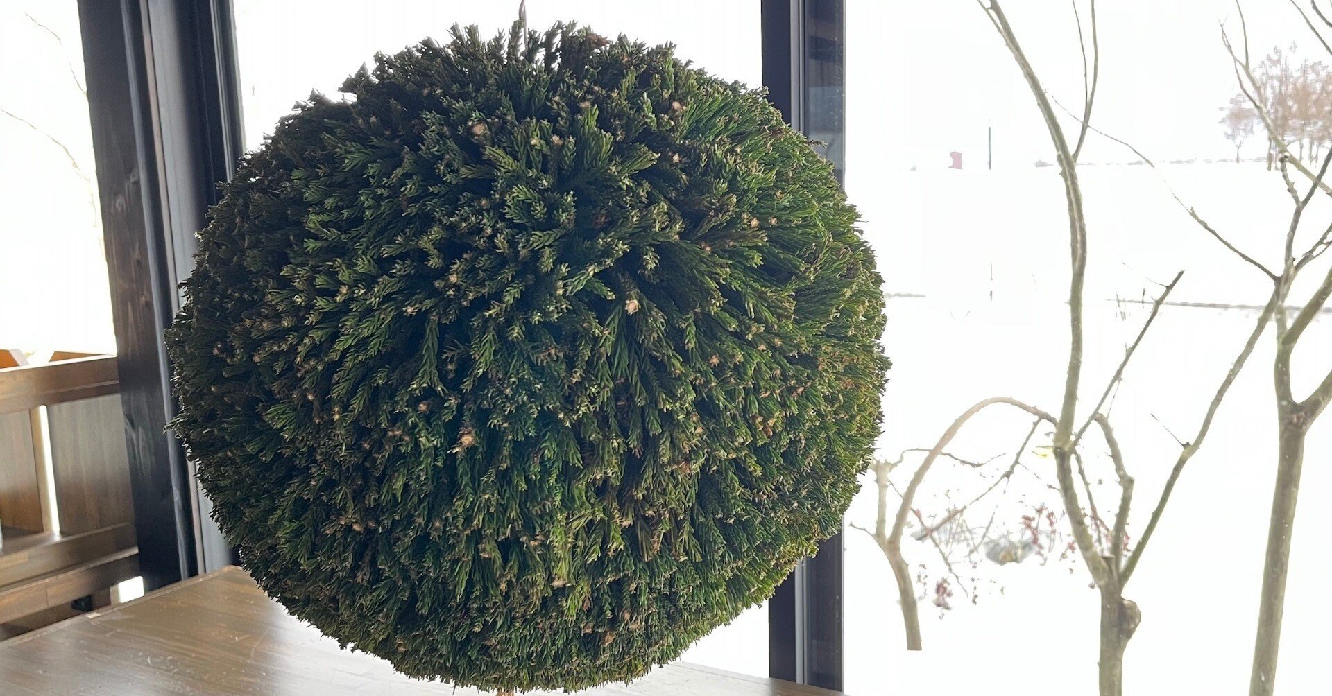 杉玉を作ってみた / DIY Sugitama｜Chio F