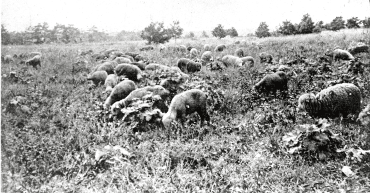 8 「羊」の道に迷い込む｜海と羊/sheep by the ocean
