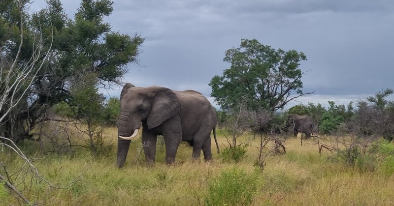 【2022年 南アフリカ サファリ旅④】ゾウの親子を眺めながらランチ