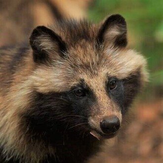 たぬき写真工房