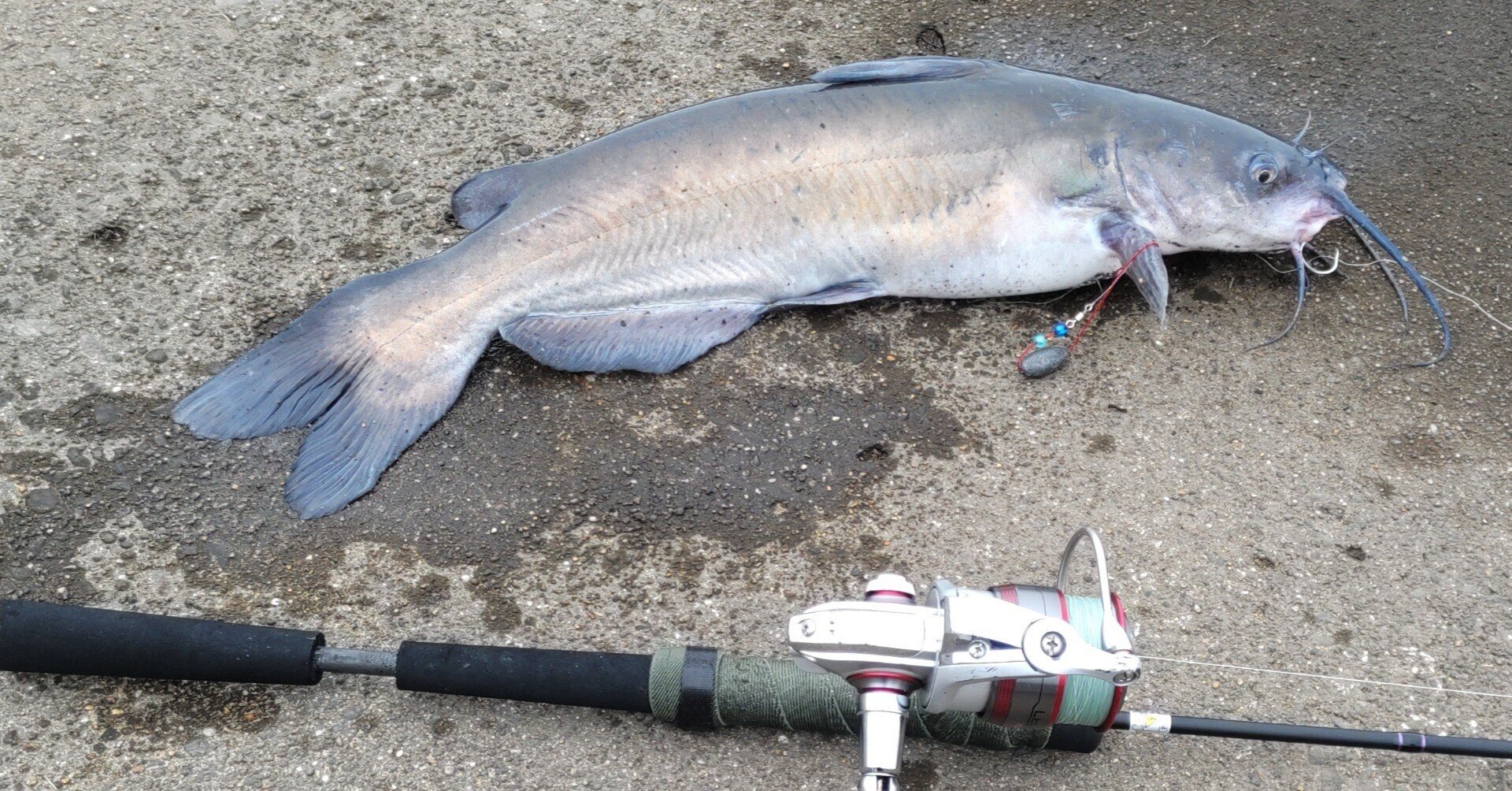 ナマズ太郎専用 ルアーマガジン ナマズ王: Naigai Mook |本 | 通販 |