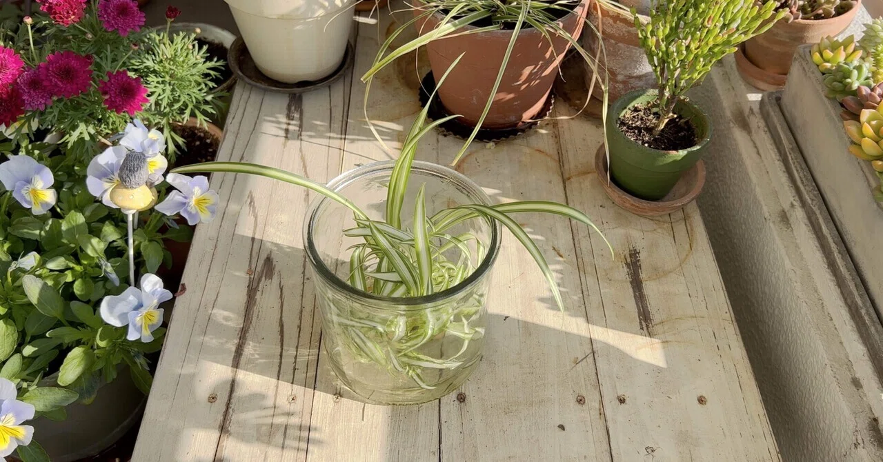 水耕栽培のオリヅルランを土に植え付ける｜Teal Channel