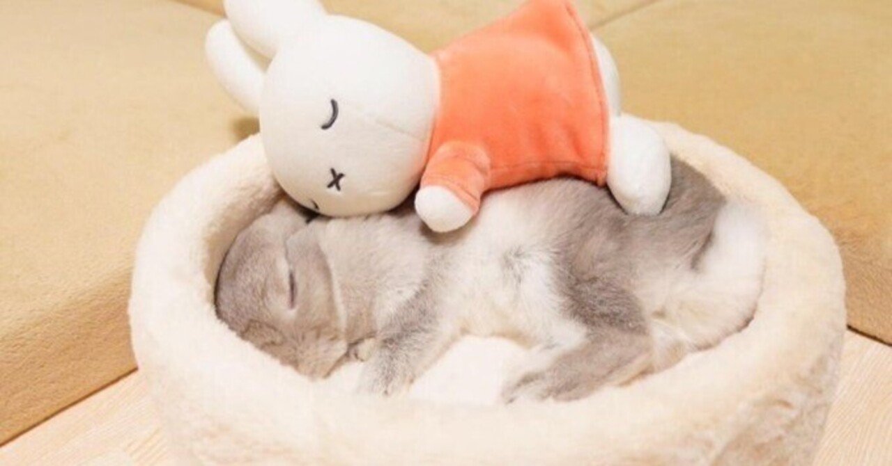 可愛いにもほどがある 寝坊編 A Sumomo Note 可愛いにもほどがある 寝坊編 A Sumomo Note