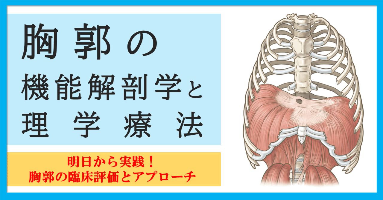 機能解剖学に基づいた腰痛の評価と治療　理学療法士作業療法士柔道整復師小野志操-