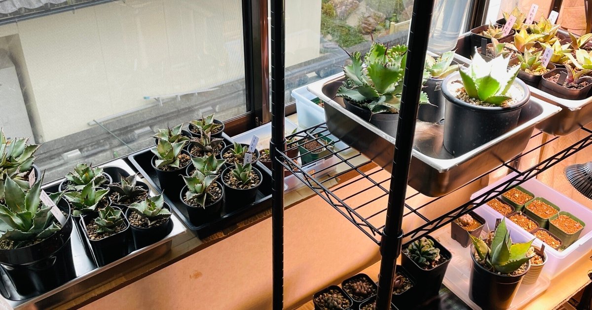 MILLS 植物棚 ステンレス棚 一式　ライトレール アガベ シェルフ MILLS 植物棚 ステンレス棚 ライトレール アガベ シェルフ