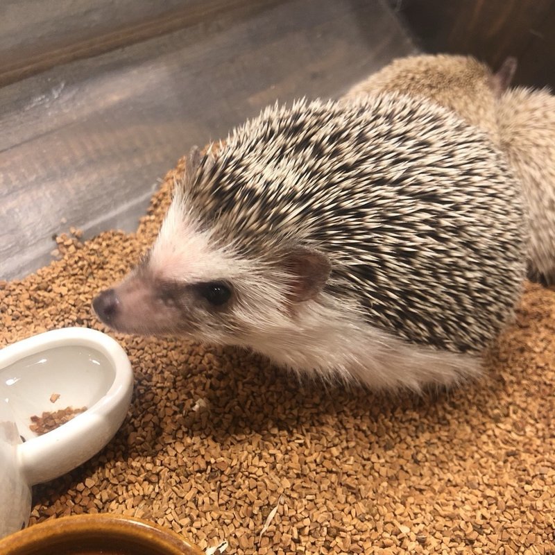 ハリネズミはまじで世界を救う Akira Note