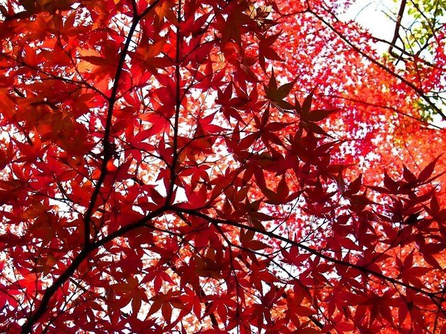 無為に過ぎていく時間を眺めるように、燃えるような紅葉を見つめている。