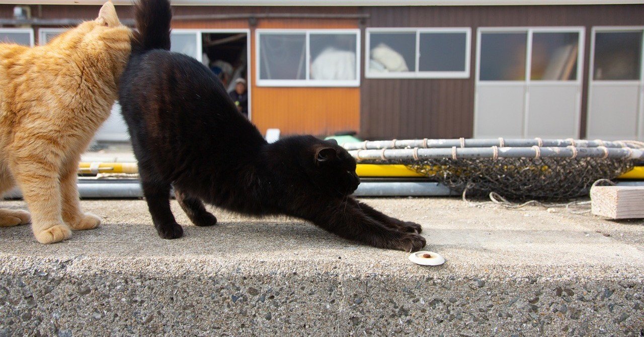 熊本県上天草市にあるネコの島と名高い「湯島」で 日帰りネコ撮影会が