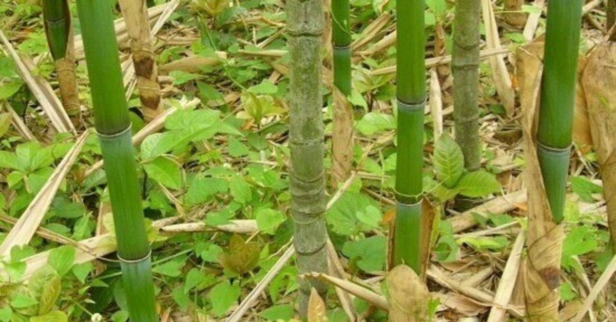 ▷布袋竹◁【これで、芸術家！起業家！古民家改造！】『布袋竹』