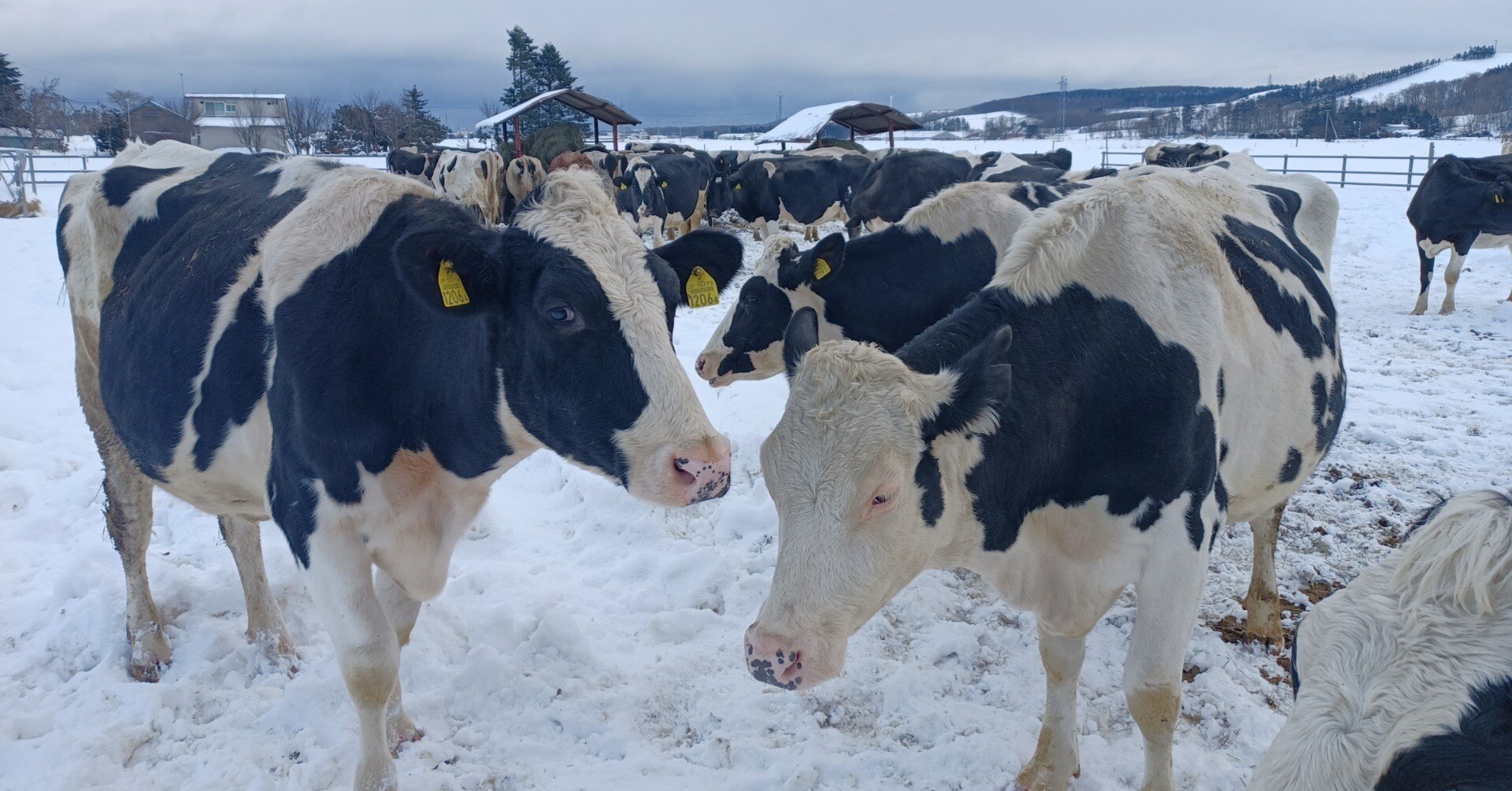 牧場の雪様☆確認ページ 8d8939d13824497ac27c7107c4fc22