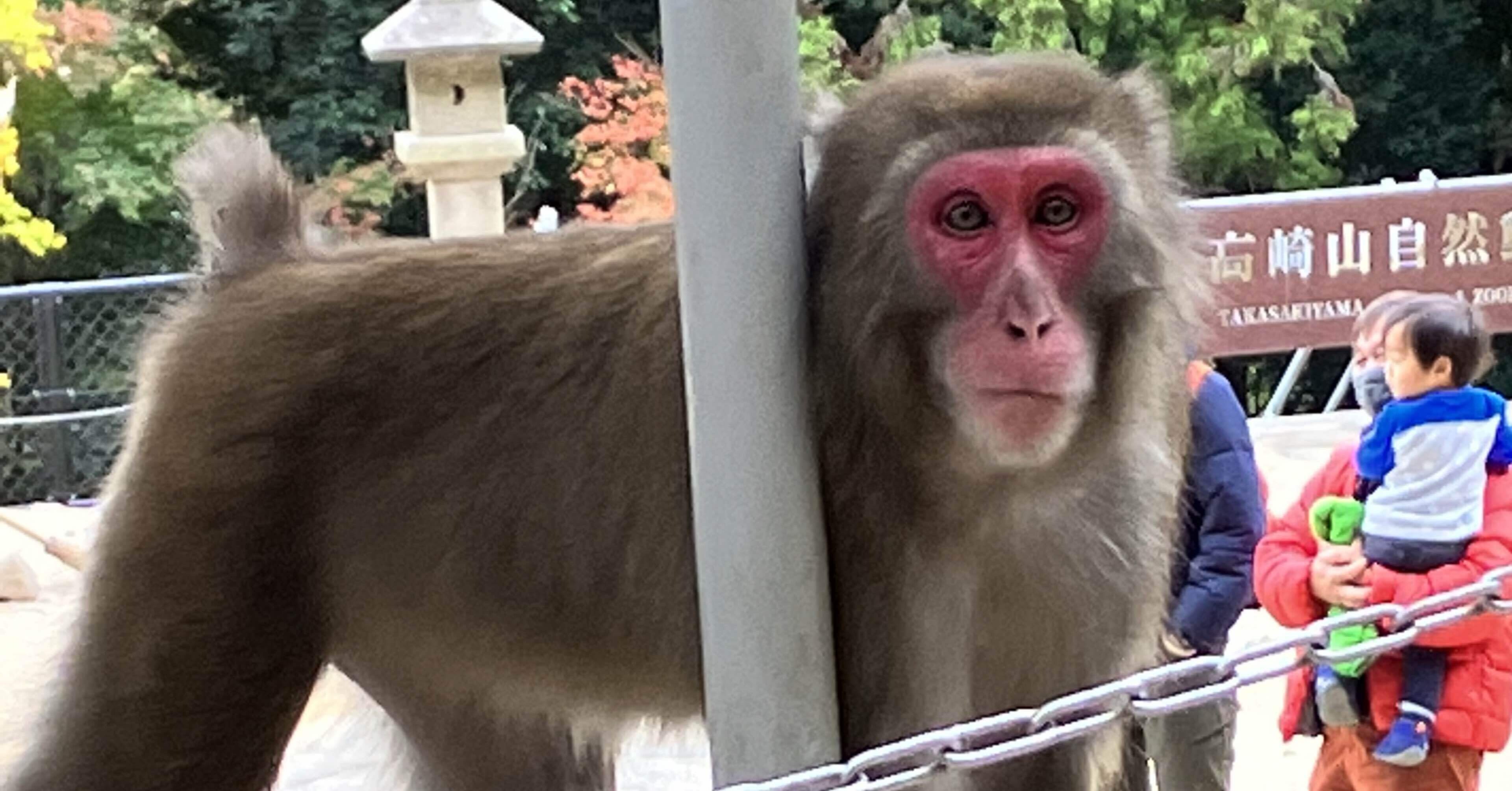 猿またぎ｜pikako