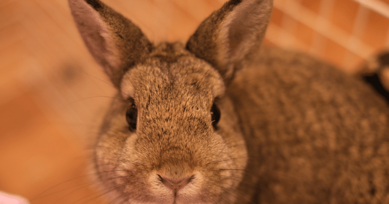 年賀用ウサギ写真アウトテイク集（@うさぎcafe White Rabbit）