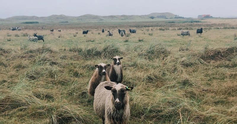 デンマークで羊飼いになりました