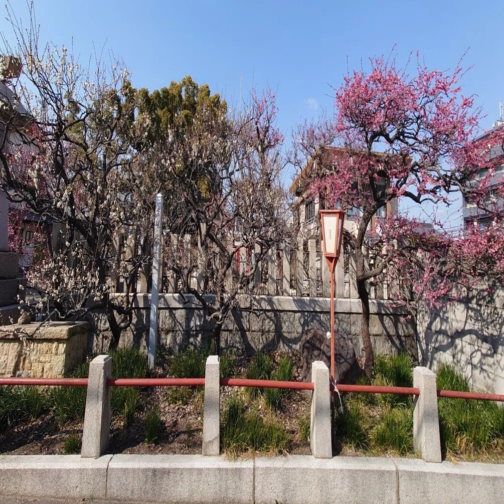 梅の木公園,難波熊野神社2022年3月8日【梅】｜レタス