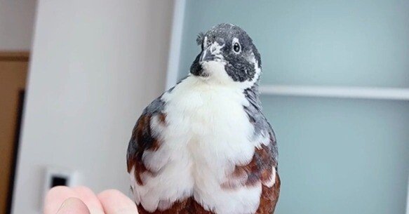 decaf3b0807295bd0b317bdc6968f6