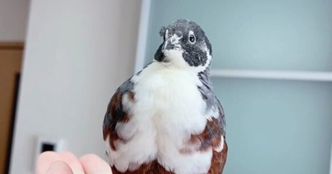 ヒメウズラは【恐竜】である。恐竜と共に暮らす私たち。鳥の進化の歴史