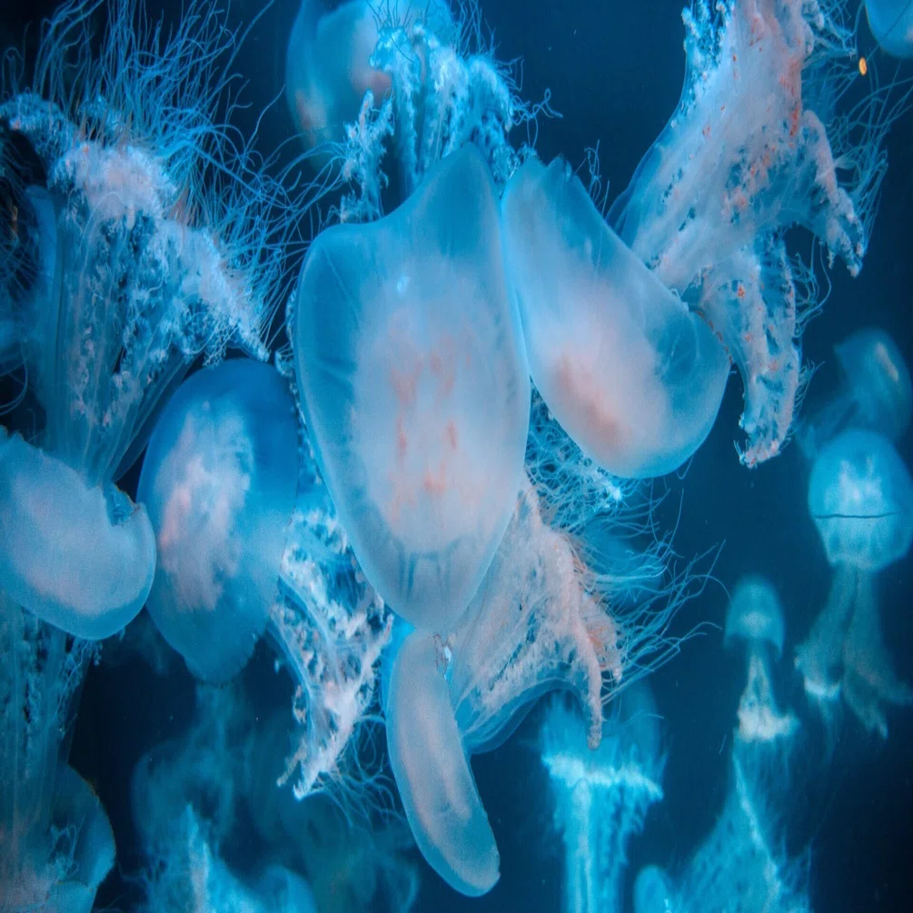 山形県】鶴岡市立加茂水族館に行った写真【クラゲ】｜ya