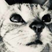 ブロッコリー展