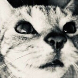 ブロッコリー展