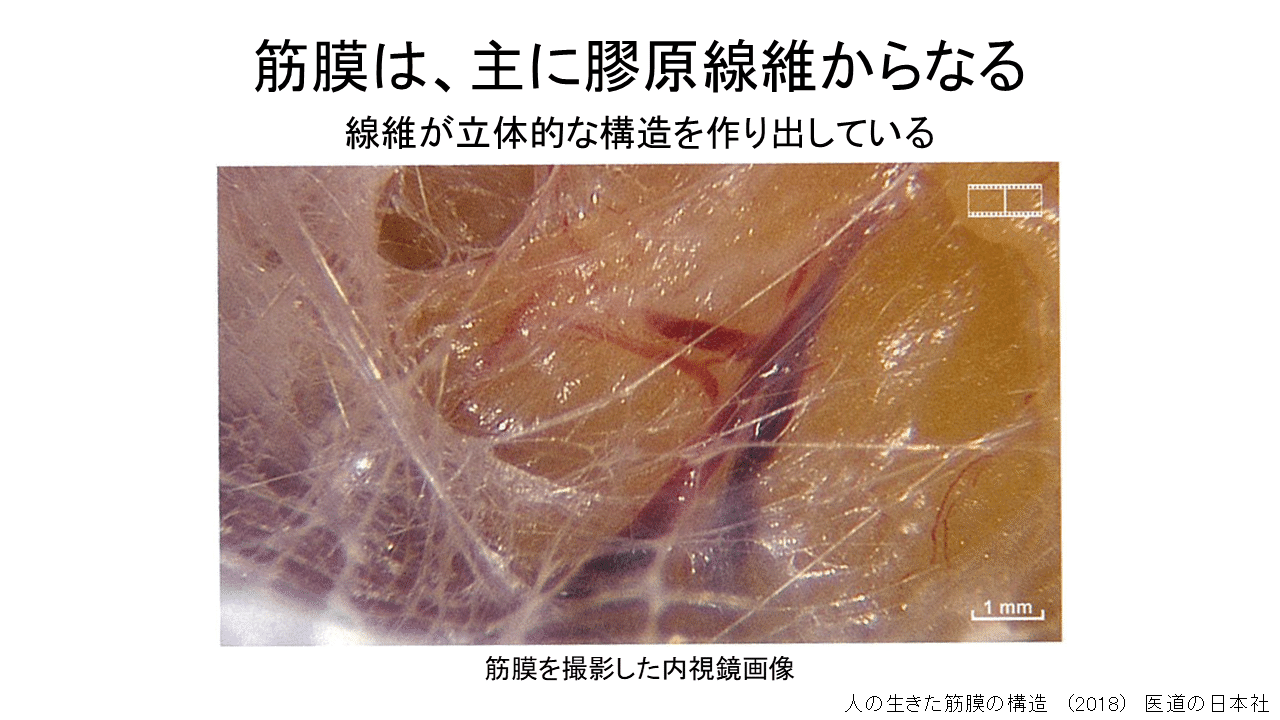 人の生きた筋膜の構造 人の生きた筋膜の構造(DVD付き) 内視鏡検査を通して示される細胞