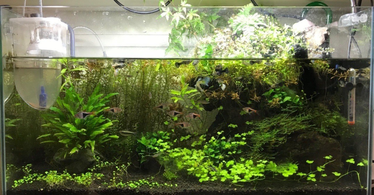 アクアリウムはインフラ構築と似ている Kanazawa Kimihiko Note アクアリウムはインフラ構築と似ている Kanazawa Kimihiko Note