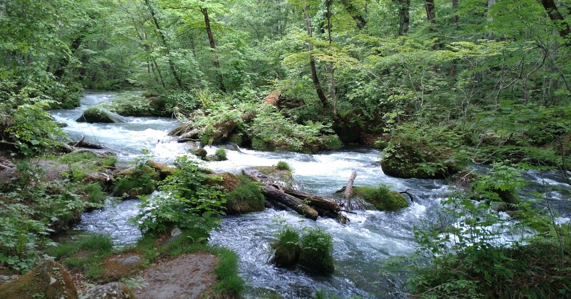 旅行記】ぜひ行ってほしい！自然あふれる初夏の奥入瀬渓流 in 青森｜ありる