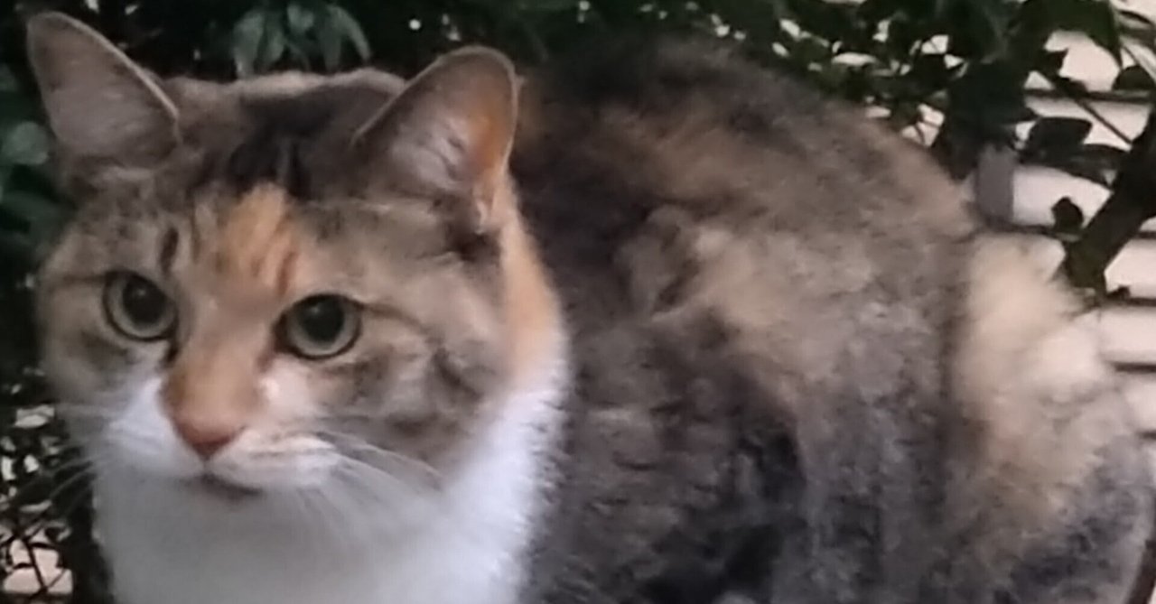元旦の猫