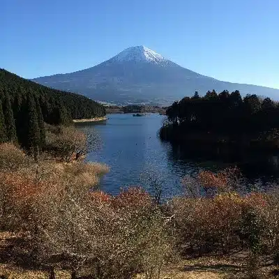 シェットランドシープドッグ